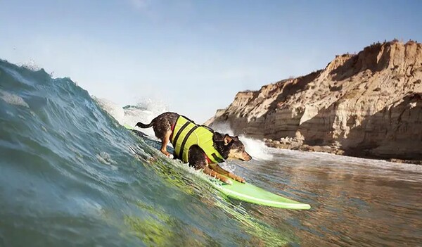 Aby těch kuriozit nebylo málo, rekord je nastaven také na nejdelší vlnu surfovanou psem. Kolik měřila?