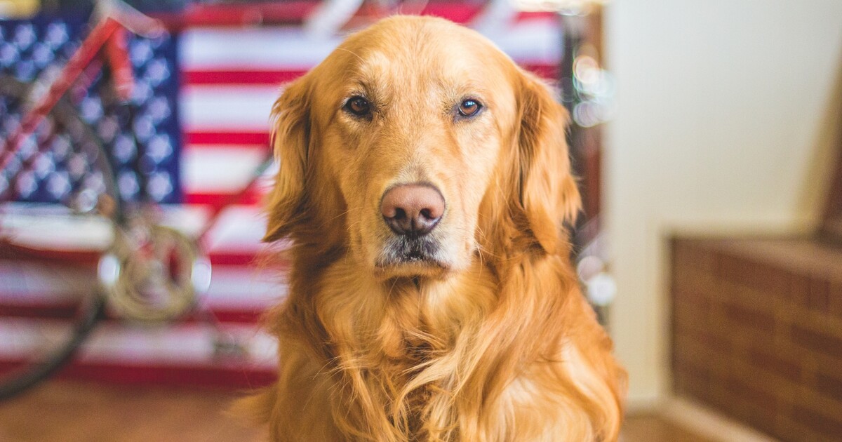 KVÍZ: Poznáš všechny druhy retriverů?