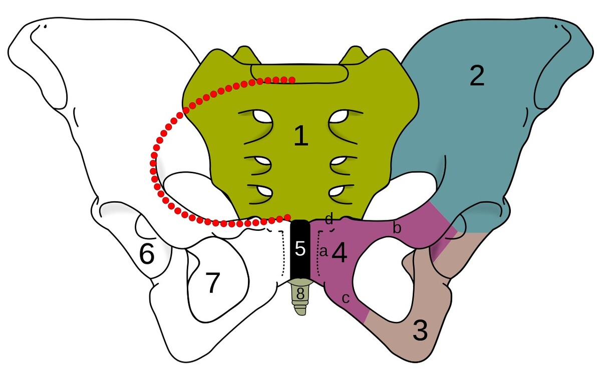 symfyziotomie