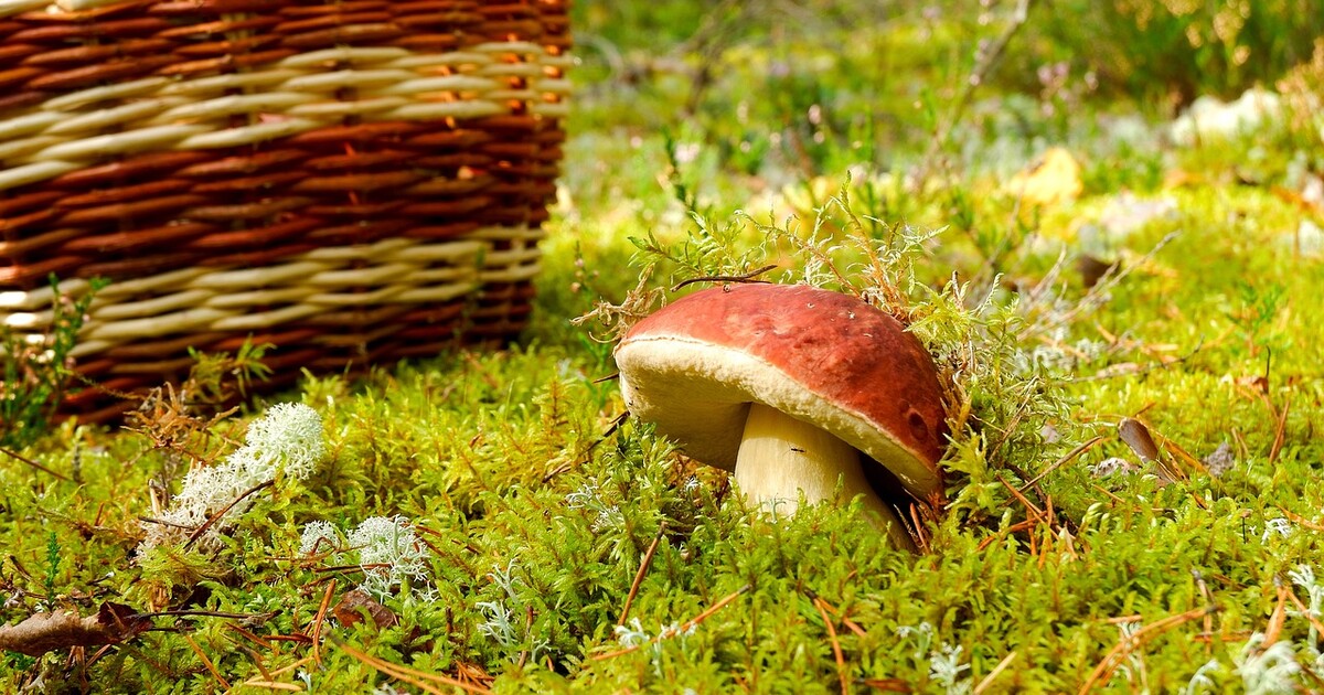 MAPA HUB: Podmínky jsou perfektní. Koukni, kde nasbíráš plný košík!