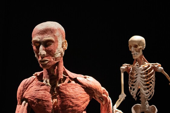 Kde sa nachádza najrýchlejší sval v našom tele? 