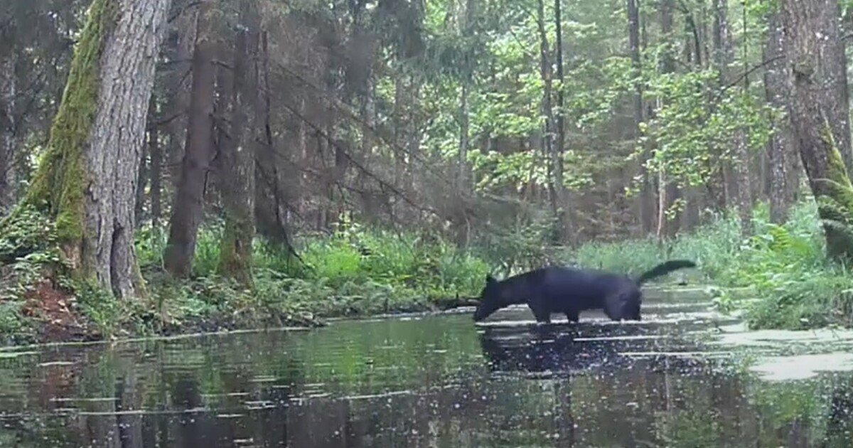 VIDEO: V Polsku kamery zachytily vzácný druh vlka. V Evropě se téměř nevyskytuje