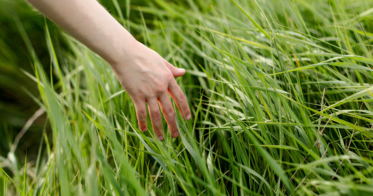 Tato aplikace ti pomůže si odpočinout od sítí. Vytáhne tě do přírody a donutí „dotknout se trávy“