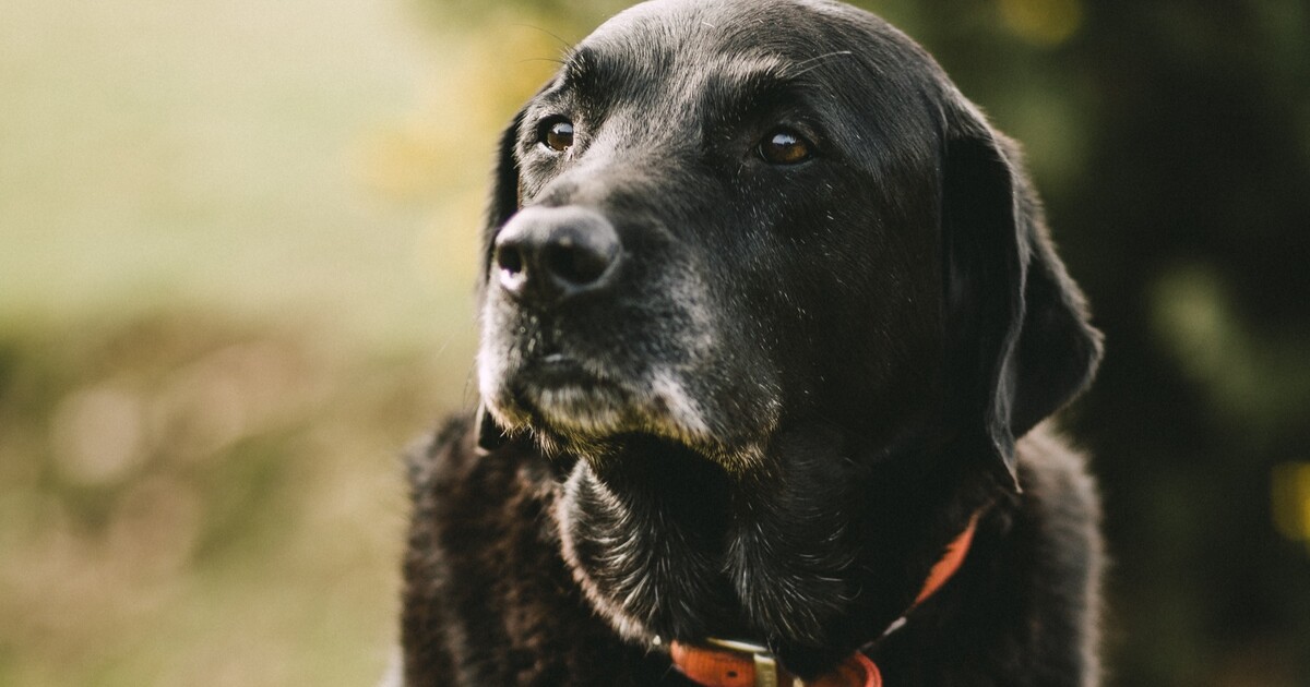 Černí psi zůstávají v útulcích nejdéle. Mohou za to předsudky, lidé se bojí smrti a zkázy