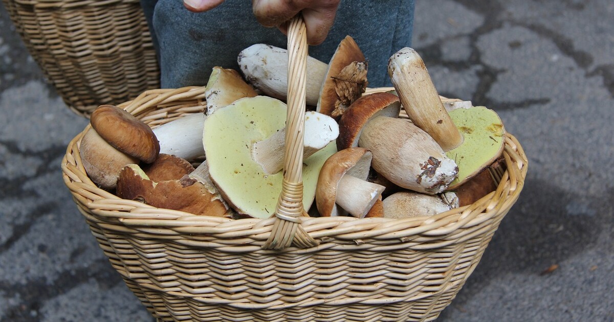 KVÍZ pro houbaře: Na jaké houbě si pochutnáš a po které můžeš i umřít?