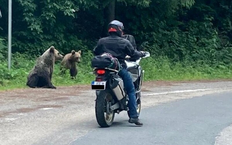 Medvede túlajúce sa po ceste pri Košiciach. Slovenke niekto ukradol fotku z dovolenky a rozšíril hoax po sociálnych sieťach.