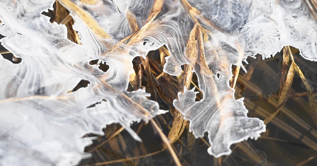 Může lámat stromy i elektrické vedení. Námraza může v části Česka dosáhnout tloušťky tři centimetry