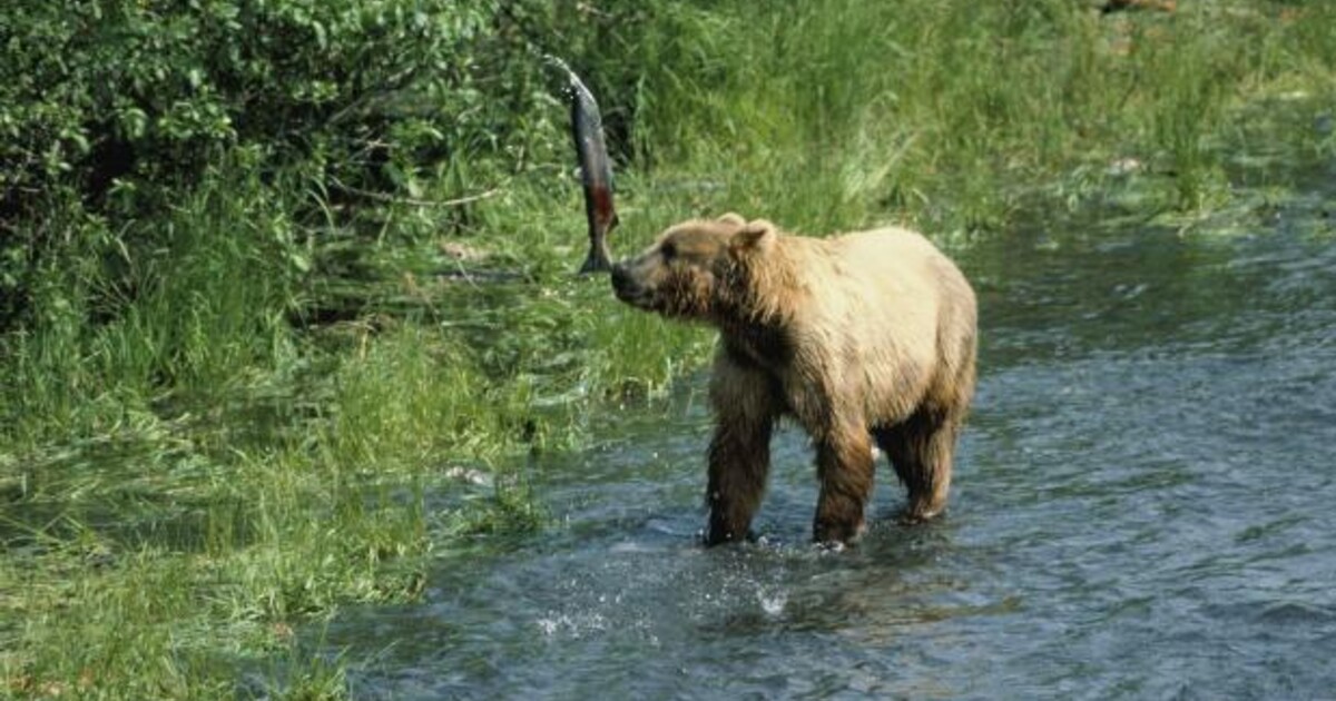 Matka zachránila syna vidlemi: Medvěd napadl farmáře, mladíkovi pokousal obě ruce