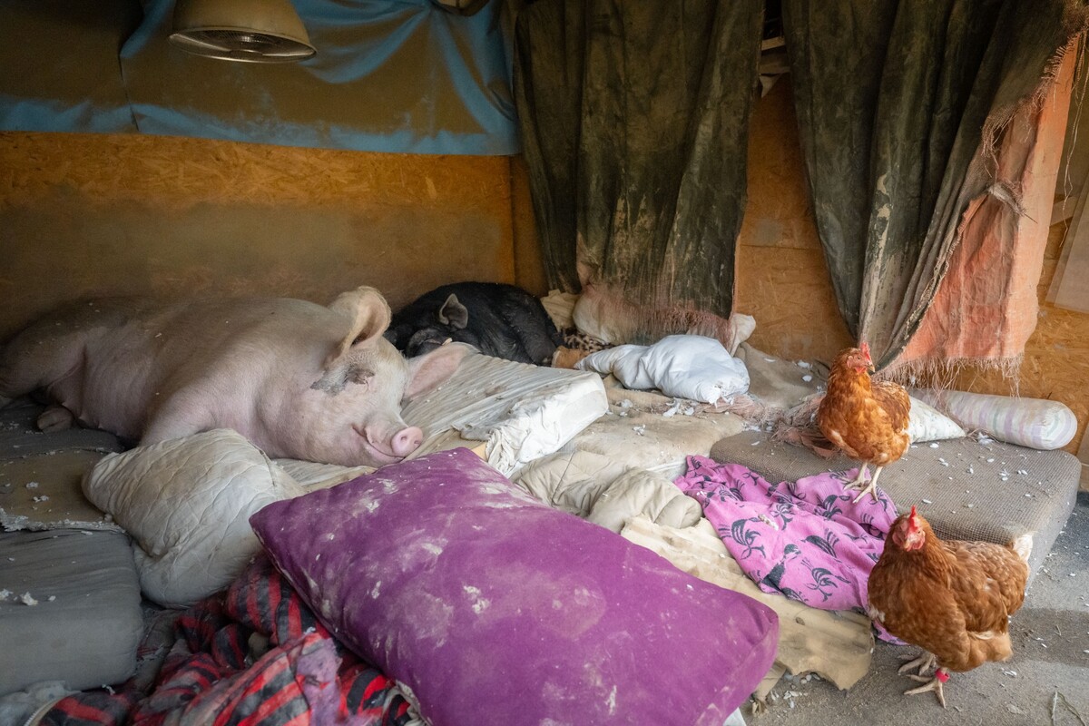 zvířata hendikep azylový dům kočka pes slepice prase útulek tibet