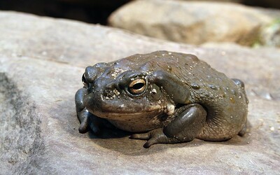 Neolizujte jedovaté žáby, prosí návštěvníky správci národních parků v USA.
