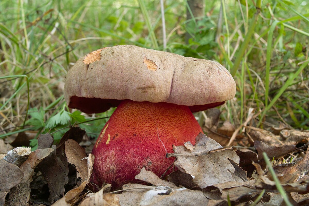 hríb