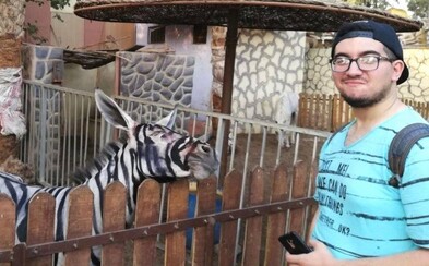Egyptská zoo nezohnala zebru, tak premaľovala somára. Vydávala ho za čiernobiele zviera, ale ľudia začali byť podozrievaví Egyptská zoo nezohnala zebru, tak premaľovala somára. Vydávala ho za čiernobiele zviera, ale ľudia začali byť podozrievaví