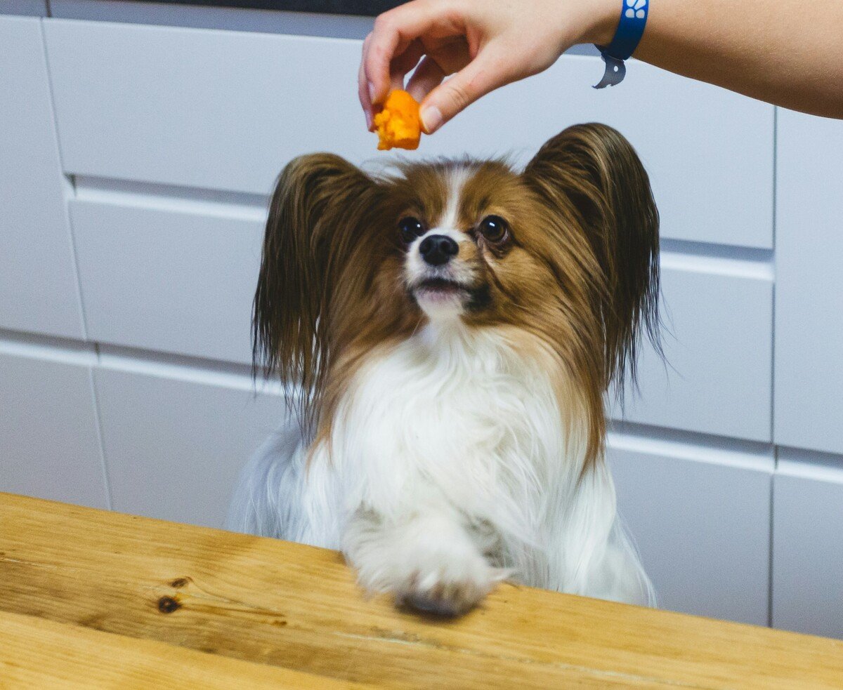 Vypadá jako čivava, ale čivava to není, jasný pane. Tohle je papillion
