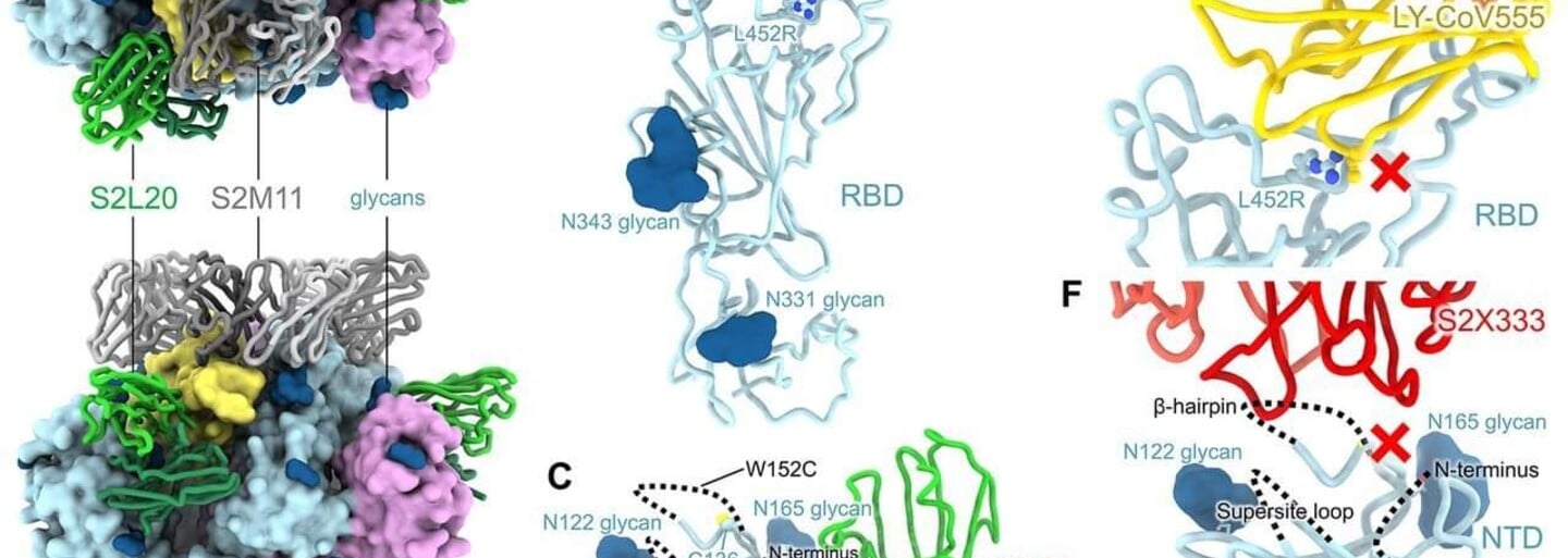 Epsilon Variant is Resistant to Vaccines, Researchers Found. What Can We expect?