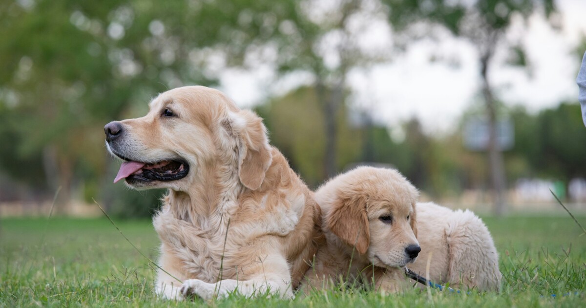 Veterináři a policie zabavili na Brněnsku 150 zlatých retrívrů. Chovatelka čelí podezření z týrání zvířat