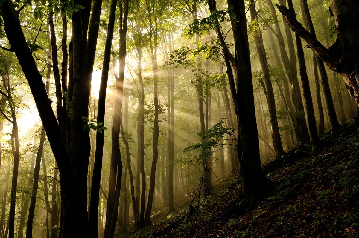 Zákazníci OMV si za svoje body môžu stromy symbolicky zakúpiť a prispieť tak k rozširovaniu rezervácie.