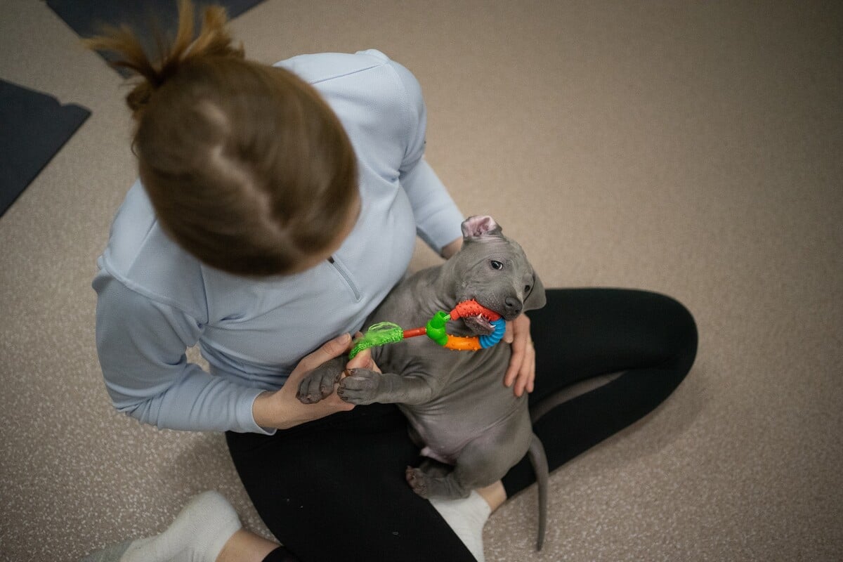 pets yoga prague