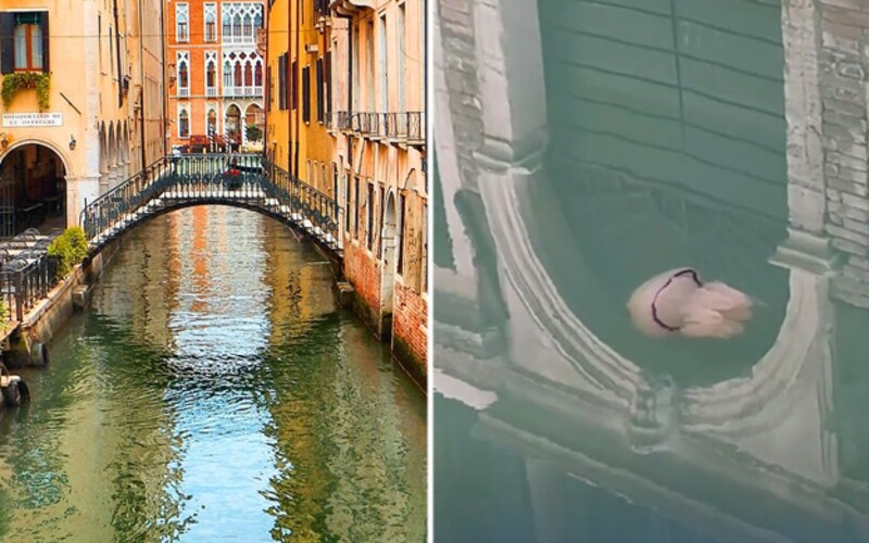 V křišťálově čistých kanálech Benátek natočili spokojeně plovoucí medúzu.