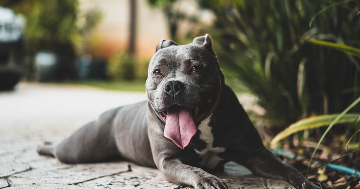 Toto je seznam zakázaných plemen psů v Evropě. Mělo by Česko následovat jejich příklad?