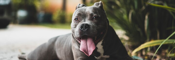 Pitbul nie je agresívnejší ako iné psy. Plemeno so správaním psa takmer vôbec nesúvisí, hovorí nová štúdia
