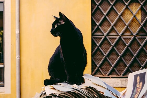 Uvidíš čiernu mačku a pomyslíš si... (Vyber si jednu z možností, ktorá ti je najbližšia.)
