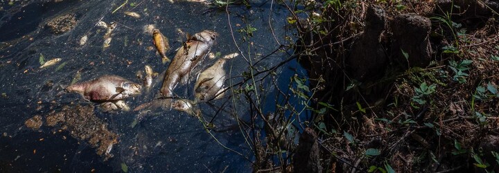 Vyšetřování otravy Bečvy přineslo první výsledky. Obviněný je jeden člověk a jedna firma