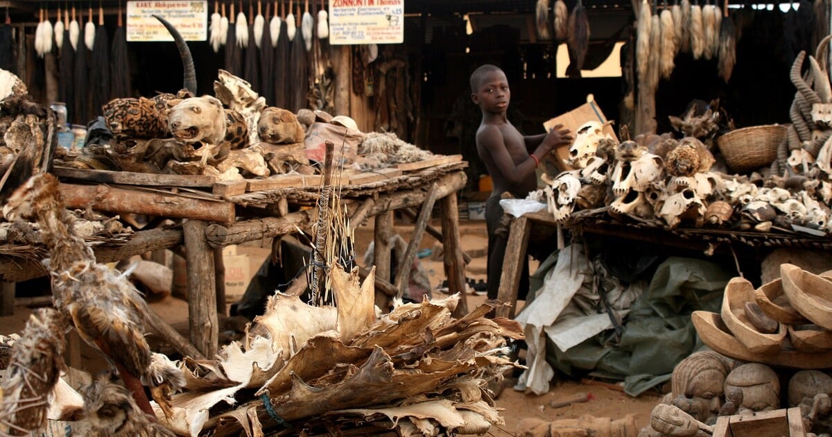 Živé děti pohřbívali do půdy pro bohatou úrodu. Africké náboženství vodun dnes již nesmí zahrnovat lidské oběti