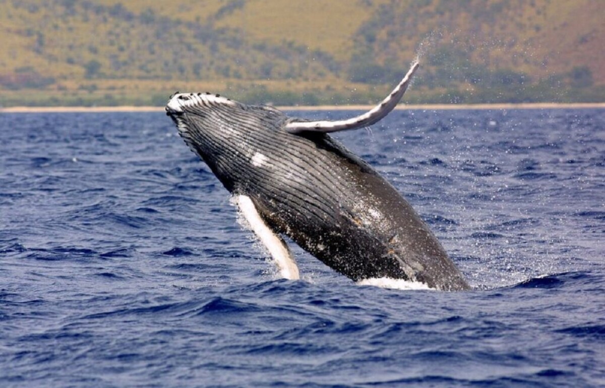 veľryba