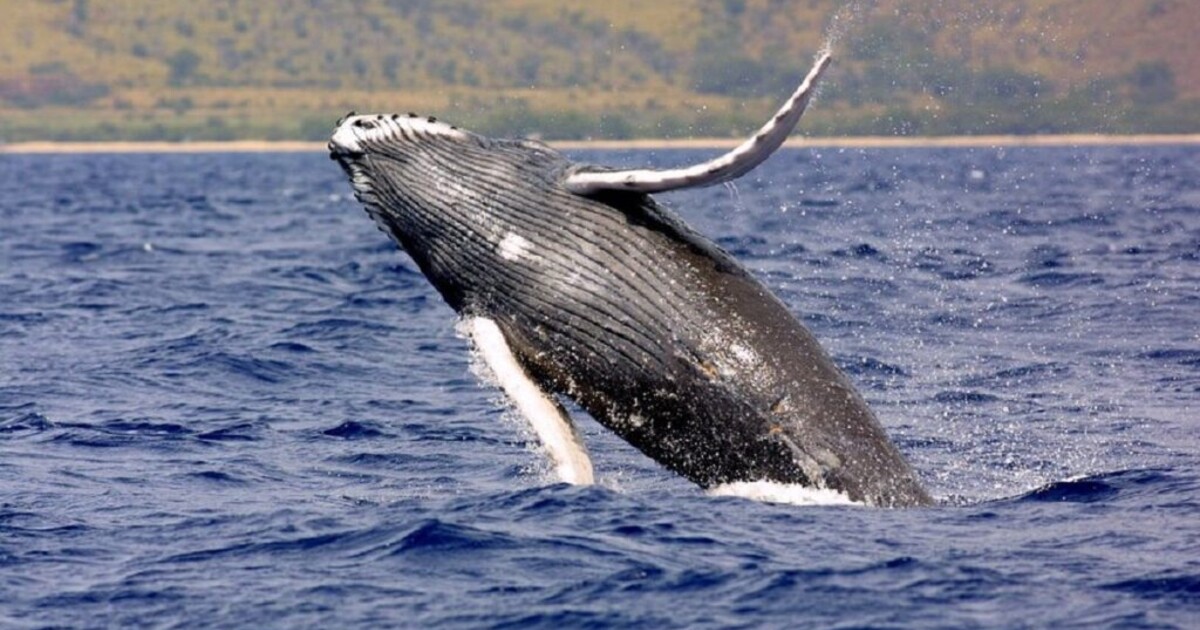 Srážka lodě s velrybou: Zvíře při skoku plnou silou narazilo do rybářské lodi a převrátilo ji, jeden muž zemřel