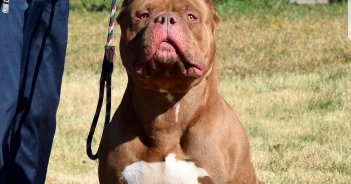 Pes na Prachaticku zabil svého majitele. Policie se případem zabývá