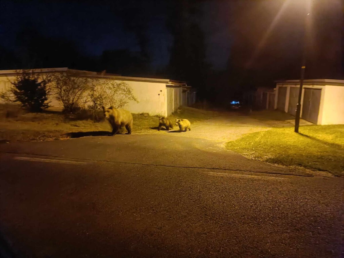 medvede na Slovensku 
