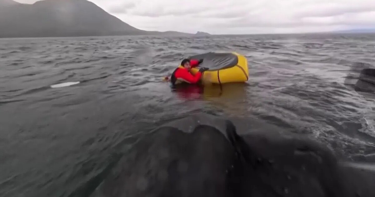 VIDEO: Kajakáře spolkla velryba na moři a pak ho vyplivla. Muž přežil bez zranění