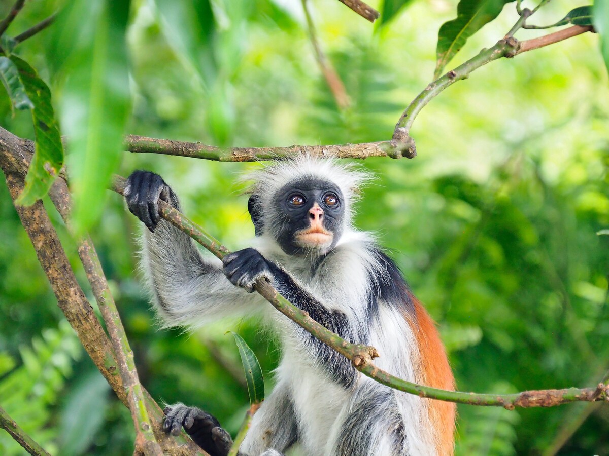 Piliocolobus kirkii alias guaréza zanzibarská. 