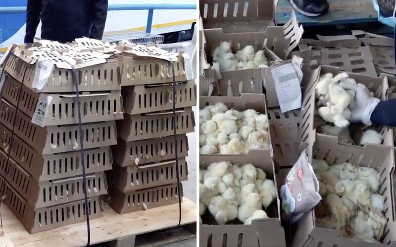 Na letišti v Madridu zahynulo 23 tisíc kuřátek. Nechali je ve skladu několik dní bez jídla a vody.