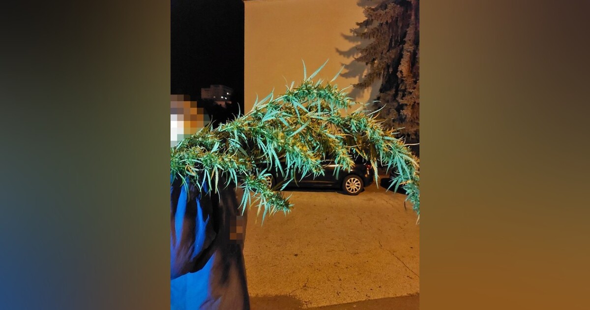 „Tráva je lepší než chlast.“ Muži ve Zlíně ukradli konopí, s poslední rostlinou si šel opilý postěžovat strážníkům