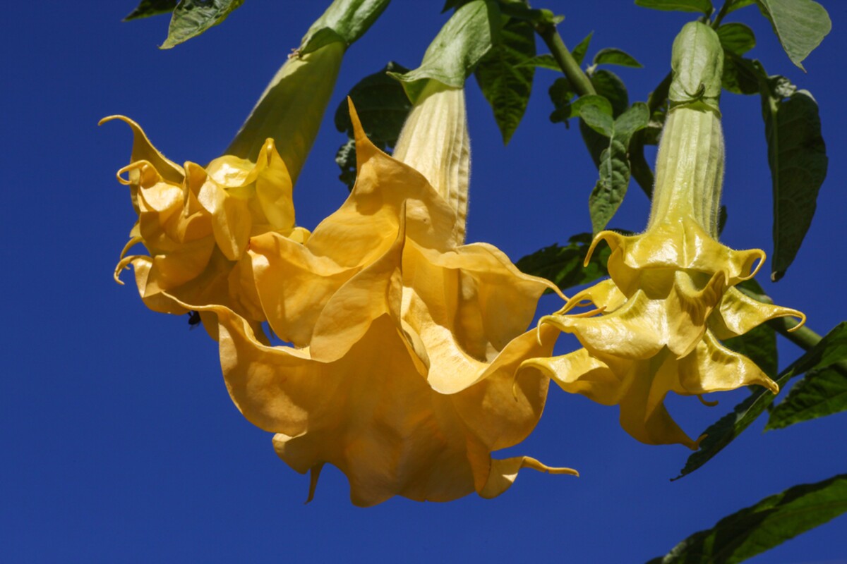 rastlina, jedovata, kvety, halucinacie, brugmansia