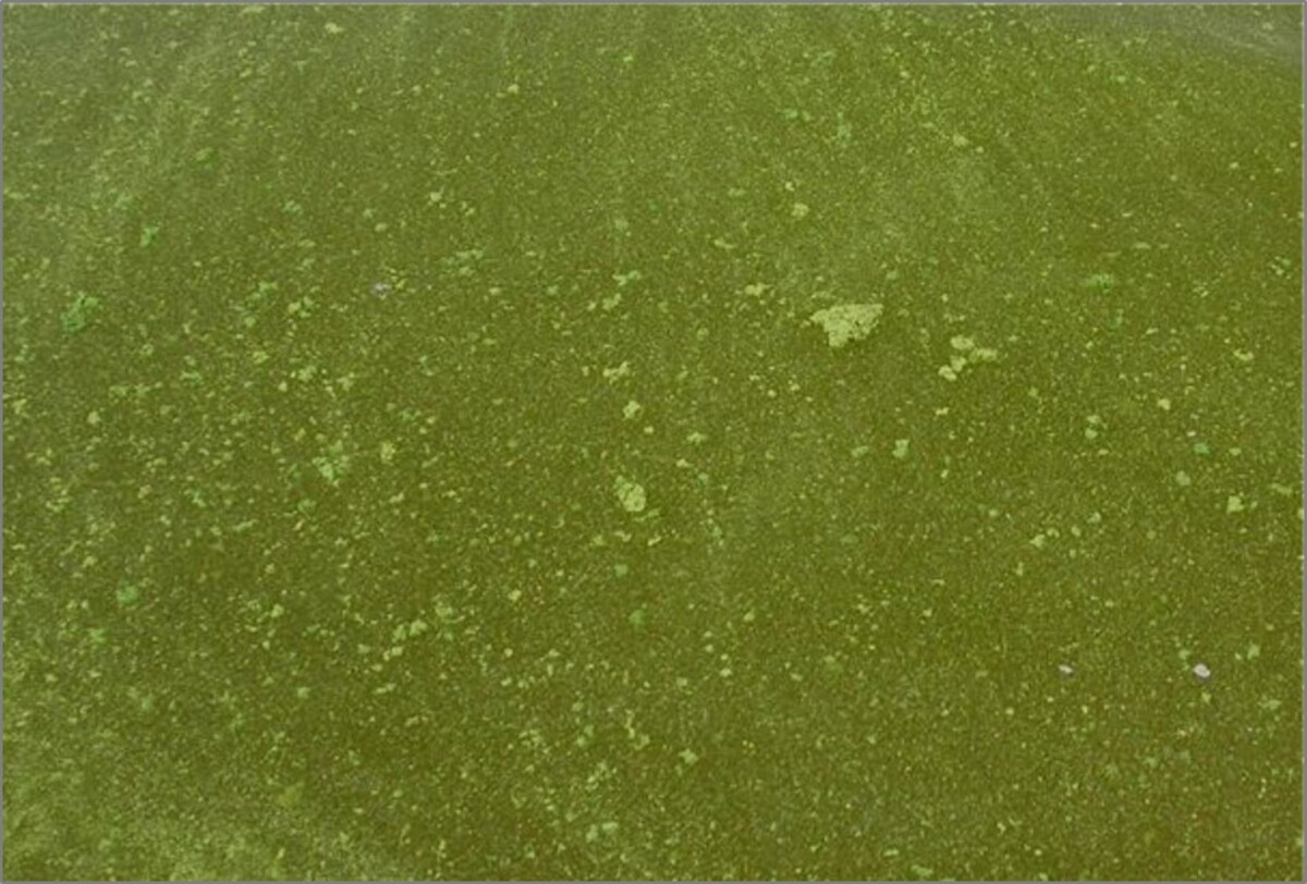 Až několik centimetrů velké kolonie sinice Microcystis ichthyoblabe v podobě nepravidelných hrudkovitých útvarů, které se velmi snadno rozpadají. 
