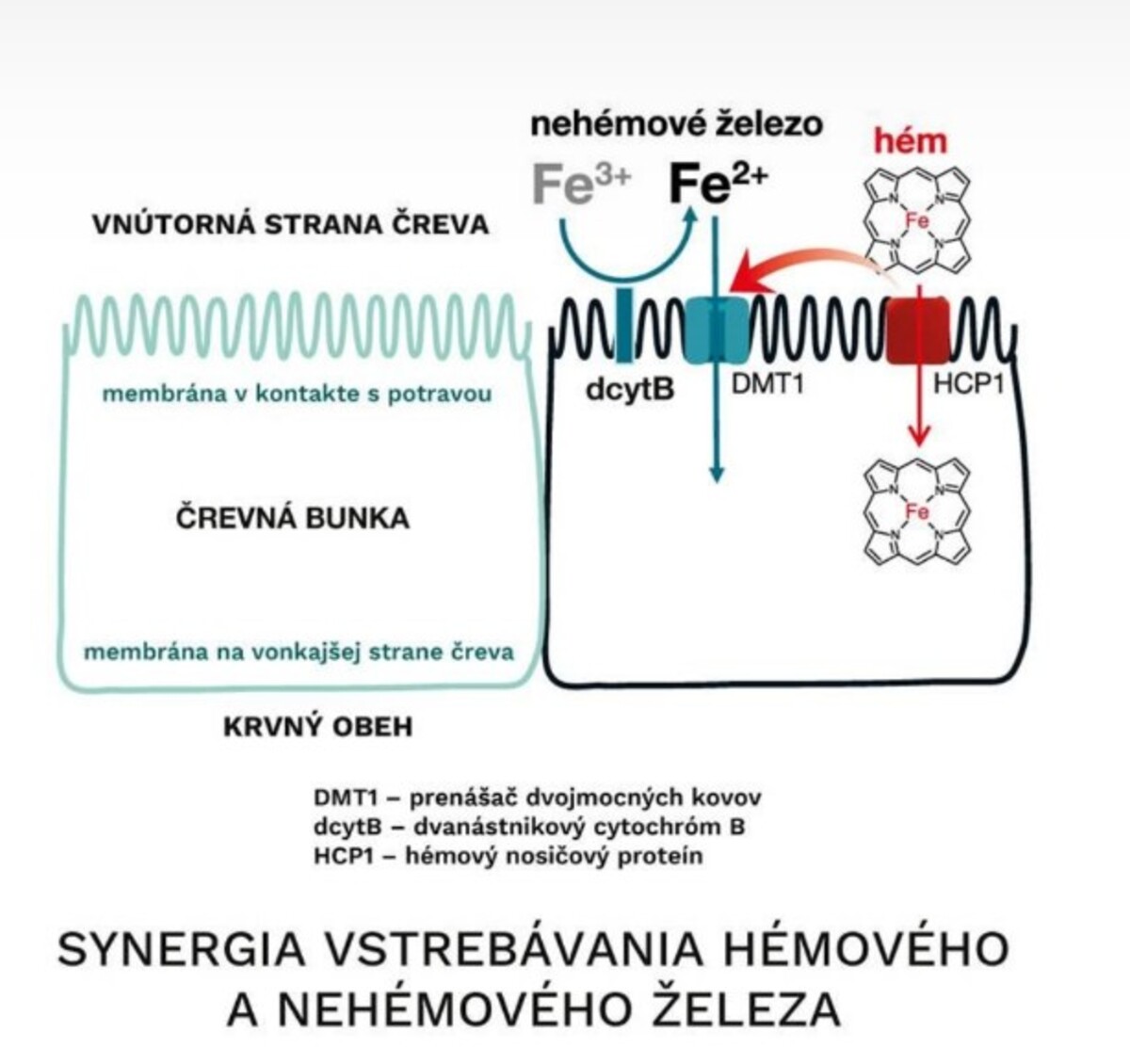 Hémové železo má jedinečnú schopnosť stimulovať vstrebávanie aj toho nehémového, a to v miere nárastu o zhruba 40 %. 