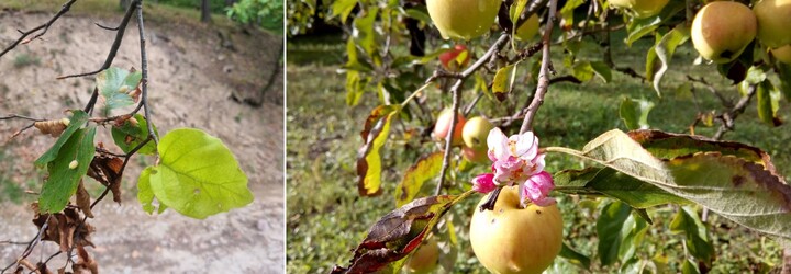 Odborníci zaznamenali na Slovensku vzácný jev, sekundární rašení listů