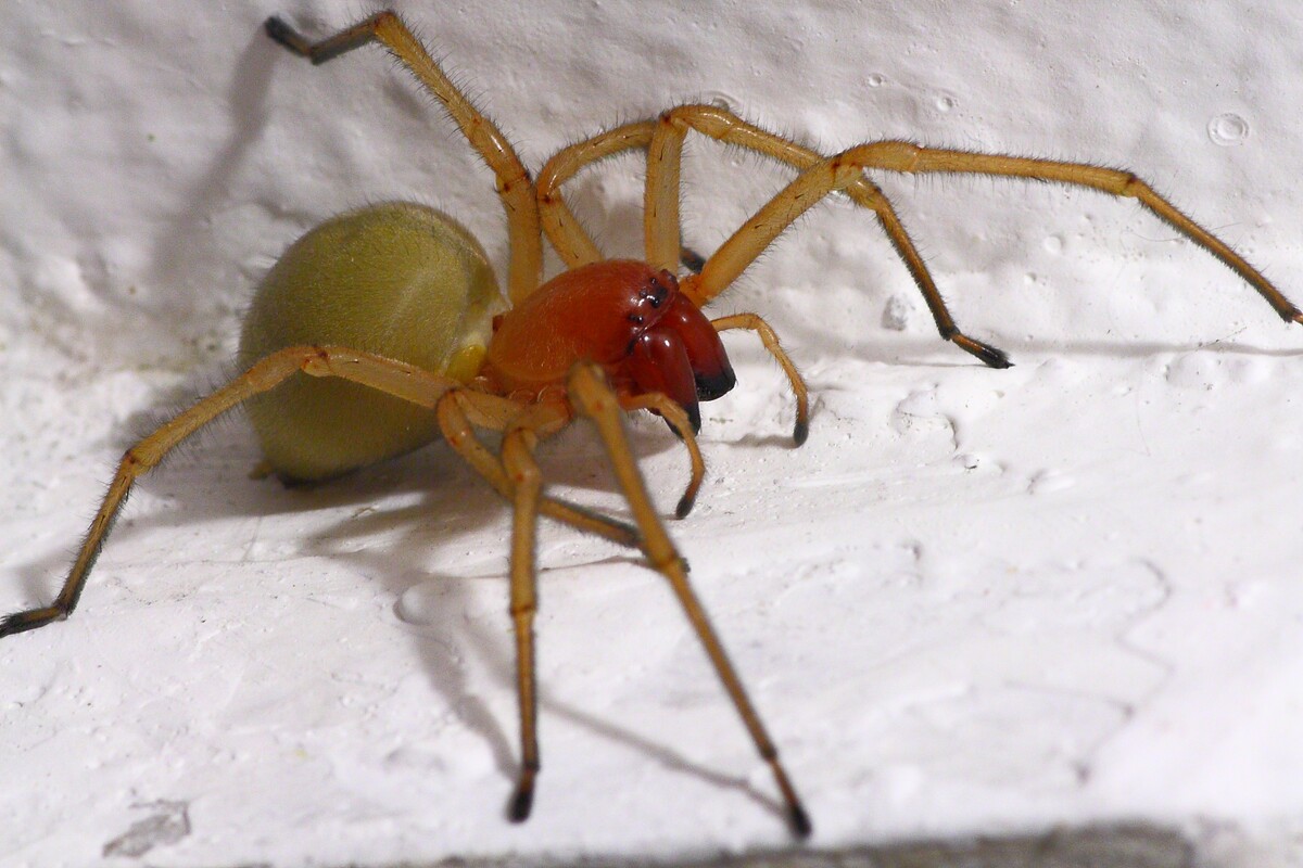 pradiarka, pavúk