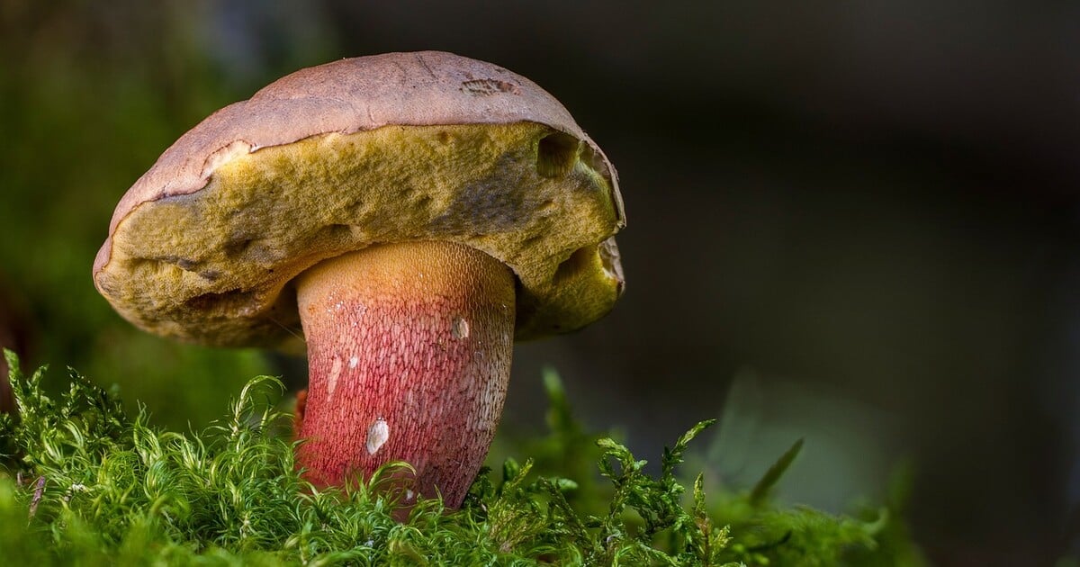 Houbový kvíz: Víš, co si dáváš do košíku?