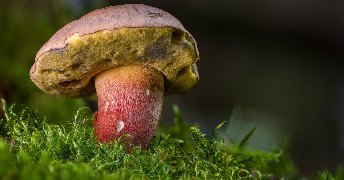 MAPA hub: Víme, kde rostou