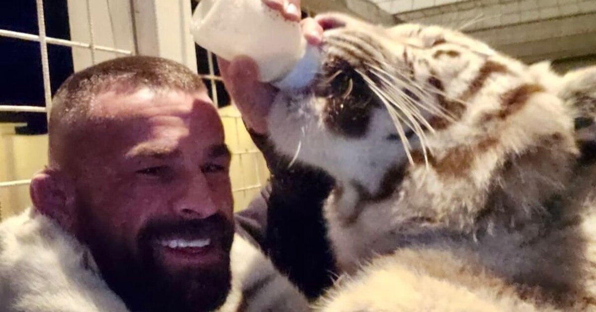 Tygřice zabavená u Vémoly měla odstraněné drápy. Zápasník se na Instagramu brání