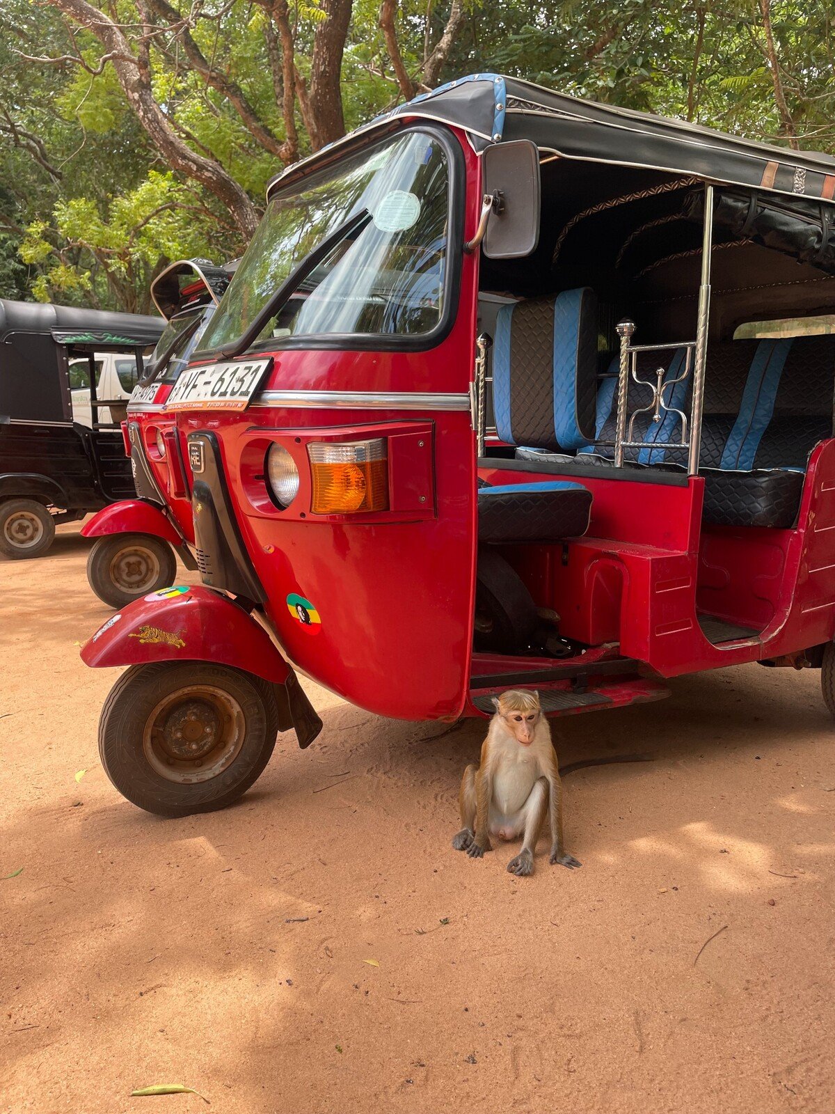 Opice vedia, že niekedy v tuk-tukoch môžu nájsť jedlo alebo iné veci. Netrpezlivo čakajú, kým si ich niekto prestane všímať, aby mohli kradnúť. 
