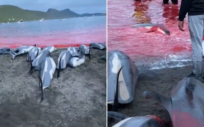 Faerské ostrovy povolili tento rok zabiť 500 delfínov bielobokých. Ide o dlhoročnú tradíciu