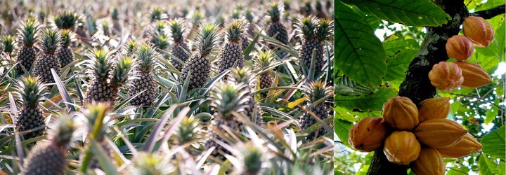 Uvažoval jsi někdy, jak rostou arašídy, kešu, skořice nebo ananas? I známé plody mohou růst nečekanými způsoby
