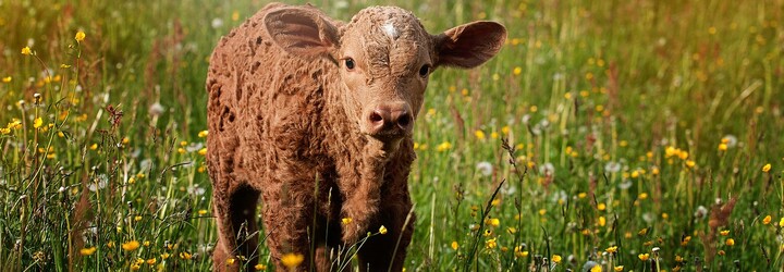 Plačící veganka se vloupala na jatka a přivázala se k teleti, které měli porazit, aby mu zachránila život