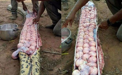 Farmáři v Nigérii zabili hada, protože ho považovali za zabijáka dobytka. Ve skutečnosti měl v sobě jen desítky vajíček Farmáři v Nigérii zabili hada, protože ho považovali za zabijáka dobytka. Ve skutečnosti měl v sobě jen desítky vajíček