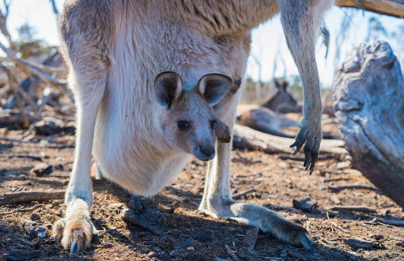 Aká veľká je kengura, keď sa narodí? 