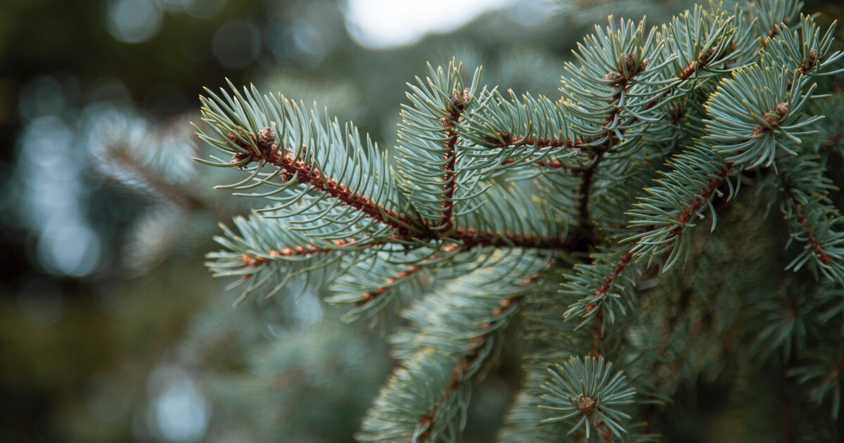 KVÍZ: Víš, jaký máš doma vánoční stromek? Poznej jehličnan jen podle fotky